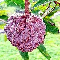 Pink Soursop fruit seeds for planting - Heirloom & Non-GMO Tropical Garden seeds