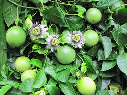 Edulis fruit seeds for planting – Heirloom & Non-GMO sweet edible garden seeds