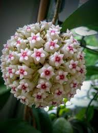 Lime Green Maroon Hoya Carnosa Flower Seeds for Planting – Heirloom, Non-GMO, High Germination Mix