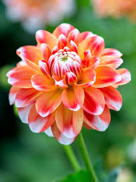 White Orange Dahlia Flower Seeds for Planting – Heirloom Non-GMO High Germination Organic Garden Seeds