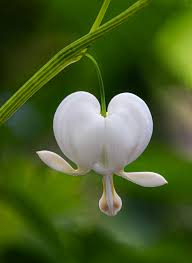 White Heart Flower Seeds for Planting – Sun Loving, Heirloom & Non-GMO Organic Garden Seeds for Home Garden