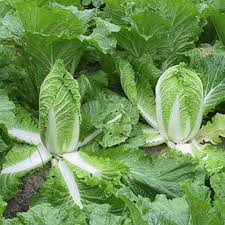Cabbage flower seeds for planting - Heirloom & Non-GMO Garden Seeds
