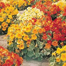 Mixed Tropaeolum Majus Flower Seeds for Planting – Low Maintenance, Heirloom & Non-GMO Seeds for Home Garden