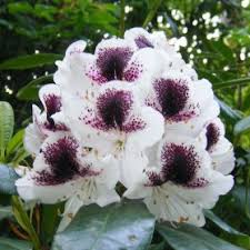 White Maroon Rhododendron Flower Seeds for Planting – Heirloom, Non-GMO, High Germination Seeds