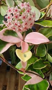 Cream Red Hoya Flower Seeds for Planting – Heirloom, Non-GMO, High Germination Organic Garden Seeds