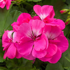 Pink Pelargonium Flower Seeds for Planting – Heirloom, Non-GMO, High Germination Garden Seeds