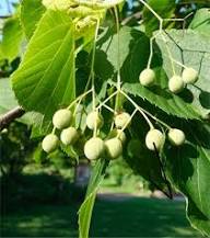 American Basswood Tree Seeds for Planting – Heirloom, Non-GMO, Long Bloom, High Germination Garden Seeds