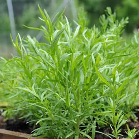 Russian Tarragon Herb Seeds 