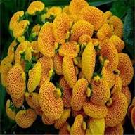 Yellow Red Calceolaria Flower Seeds for Planting | Heirloom Non-GMO Organic Garden Seeds, Colorful Display, High Germination