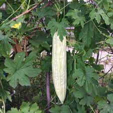 Chinese Bitter Melon Seeds for Planting – Heirloom & Non-GMO Seeds for Traditional Healthful Gourds
