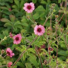 Pink Cinquefoil Flower Seeds for Planting | Heirloom Non-GMO Organic Garden Seeds, Hardy Variety, High Germination