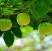 Passion Fruit seeds for planting - Heirloom & Non-GMO Garden seeds for exotic tropical fruit vines