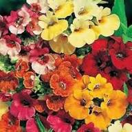 Mixed Carnival Flower Seeds for Planting – Heirloom Non-GMO High Germination Organic Garden Seeds