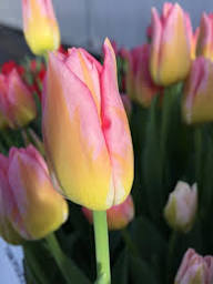 Yellow Pink Tulip Flower Seeds for Planting – Heirloom, Non-GMO, High Germination Organic Seeds
