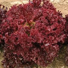 Brown Lettuce Seeds for Planting – Heirloom, Non-GMO, Earthy Gourmet Greens – Organic Garden Seeds