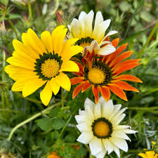Gazania Sunshine Flower Seeds for Planting – Heirloom & Non-GMO Drought-Tolerant Blooms for Sunny Borders & Containers