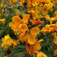 Orange Erysimum Aliionii Flower Seeds for Planting - Premium Quality, Heirloom, Non-GMO Seeds for Home Garden