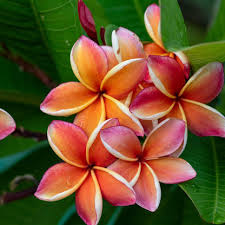 Red &amp; White Frangipani Flower Seeds for Planting – Heirloom Non-GMO Pollinator Friendly Organic Garden Seeds