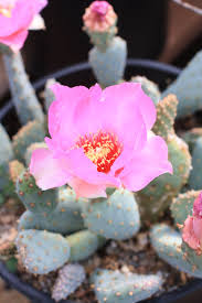 Pink Opuntia Flower Seeds for Planting | Heirloom Non-GMO Organic Garden Seeds, High Germination