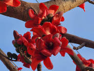 Ceiba Flower Seeds for Planting | Heirloom Non-GMO High Germination Organic Garden Seeds