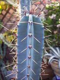 Flower Seeds, Seeds,Seeds For Planting,Plant Seeds