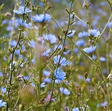 Blue Cichorium Flower Seeds for Planting | Heirloom Non-GMO High Germination Organic Garden Seeds