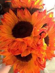 Heirloom Burst Sunflower Seeds – Non-GMO, High Germination Organic Garden Seeds