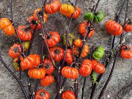 Red Solanum Integrifolium flower seeds for planting - Heirloom & Non-GMO Garden Seeds