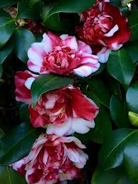 Burgundy White Camellia Flower Seeds for Planting – Heirloom, Non-GMO, Sun Loving Organic Garden Seeds