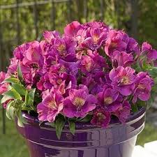 Pink Alstroemeria Flower Seeds for Planting | Vibrant Colors Heirloom Non-GMO Organic Garden Seeds