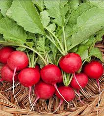 Cherry Belle Radish Seeds for Planting – Heirloom, Non-GMO, Fast-Growing Root Vegetable – High Germination