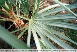 Flower Seeds, Seeds,Seeds For Planting,Plant Seeds