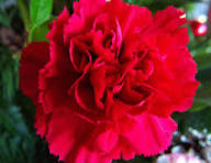 Deep Pink Carnation Flower Seeds for Planting – Long Bloom Season, Heirloom, Non-GMO, High Germination