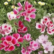 Pink Clarkia Amoena Flower Seeds for Planting – Fragrant Blossoms, Heirloom, Non-GMO, High Germination