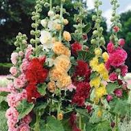 Mallow Alcea Rosea Flower Seeds for Planting | Heirloom Non-GMO High Germination Organic Garden Seeds