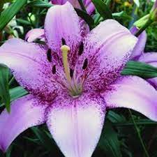 Purple Lilium Brownii Flower Seeds for Planting | Heirloom Non-GMO Organic Garden Seeds, High Germination