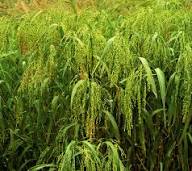 White Proso Millet Flower Seeds for Planting – Heirloom, Non-GMO, High Germination Organic Garden Seeds