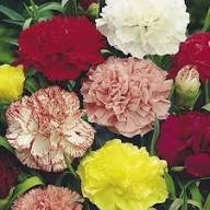 Carnation Flower Seeds for Planting – Heirloom, Non-GMO, High Germination Organic Garden Seeds