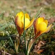 Yellow Crocus Flower Seeds for Planting – Wildflower Mix Heirloom Non-GMO High Germination Organic Garden Seeds