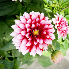 White and Red Chrysanthemum Flower Seeds for Planting – Fragrant Heirloom Non-GMO, High Germination Organic Garden Seeds