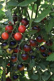 Red Black Midnight Tomato Seeds for Planting – Heirloom Non-GMO Unique Bicolor Vegetable Seeds with High Germination