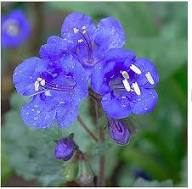 Blue Cali Flower Seeds for Planting – Heirloom Non-GMO Sun Loving Organic Garden Seeds