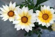White Gazania Flower Seeds for Planting – Heirloom, Non-GMO, Pollinator Friendly Garden Seeds