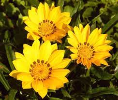 Yellow Diversifolia Flower Seeds for Planting
