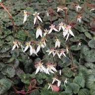 Saxifraga Stellaris Flower Seeds for Planting | Heirloom Non-GMO High Germination Organic Garden Seeds