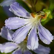 Crassifolia Flower Seeds for Planting – Hardy Variety, Heirloom, GMO Free Organic Garden Seeds