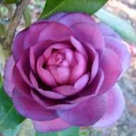 Camellia Purple Flower Seeds for Planting | Heirloom Non-GMO Organic Garden Seeds, High Germination