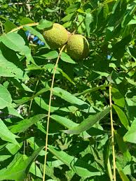 Black Walnut Tree Seeds for Planting – Heirloom, Non-GMO for Nut-Lover’s Backyard Trees