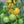 Yellow Green Tomato Vegetable Seeds for Planting – Heirloom & Non-GMO Seeds, Sweet Bi-Color Tomatoes