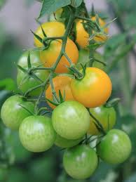 Yellow Green Tomato Vegetable Seeds for Planting – Heirloom & Non-GMO Seeds, Sweet Bi-Color Tomatoes